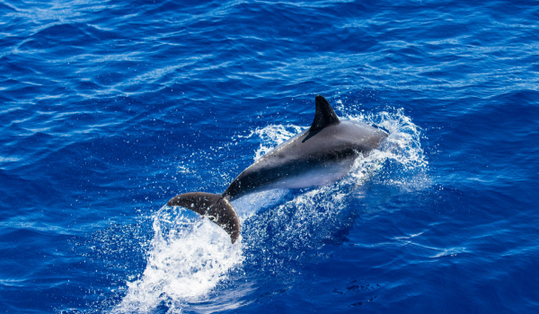 Whale And Dolphin Watching / Vila Franca Campo