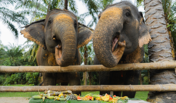  A Morning with The Kulen Elephant Forest