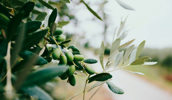 Olive Grove Tour