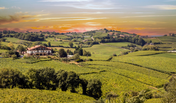 TXAKOLI WINERY VISIT & FAREWELL DINNER TXAKOLI WINERY VISIT & FAREWELL DINNER