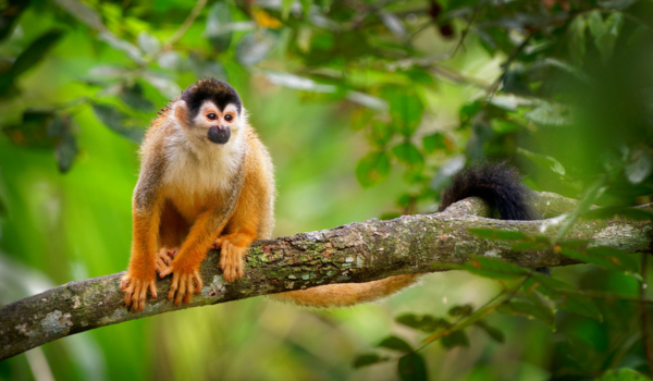 SANTA LUCÍA – SAN JOSE AIRPORT SANTA LUCÍA – SAN JOSE AIRPORT