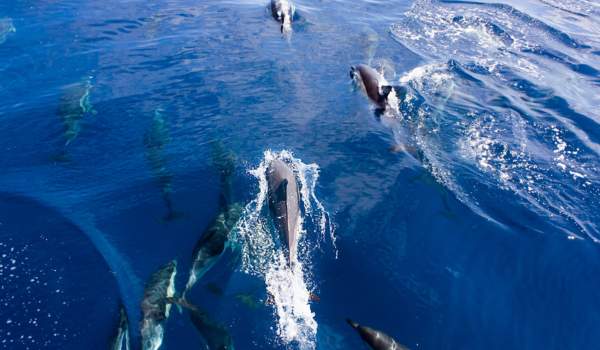 Ocean Adventure & Local Dining